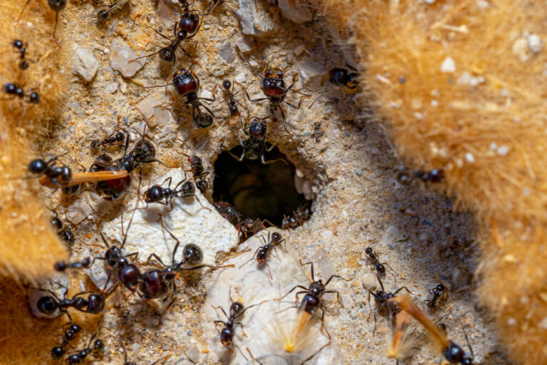 Narzędzia niezbędne do hodowli mrówek