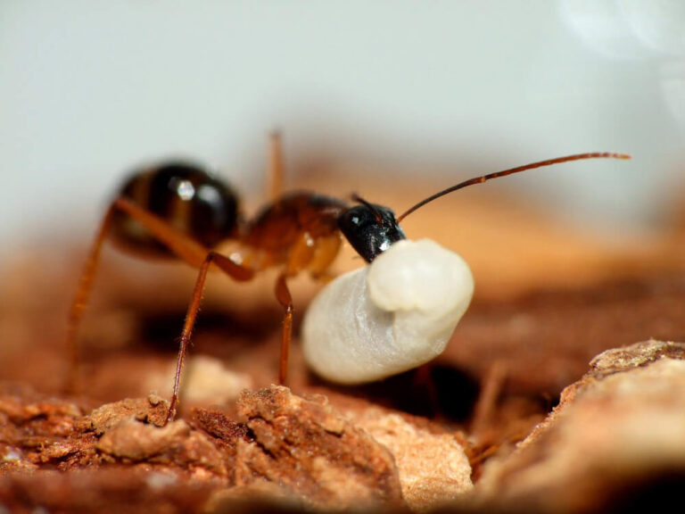 Jakie pokarmy są odpowiednie dla mrówek?