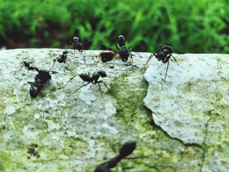 Czy mrówki są narażone na działanie roztoczy?