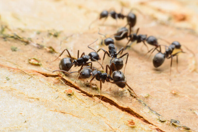Czy przeniesienie całej populacji mrówek z ich naturalnego środowiska do formikarium jest możliwe?