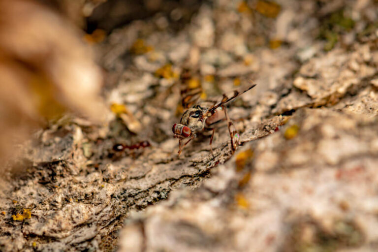 Jak szukać mrówek w konkretnych porach roku?