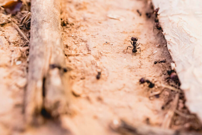 Jaką ilość jedzenia należy dostarczyć, aby mrówki spożyły go jednorazowo?