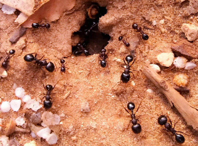 Czy możliwe jest całkowite wyeliminowanie dostępu do białka dla kolonii mrówek?