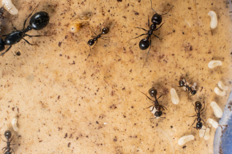 Jak rozpoznać dany gatunek mrówki?