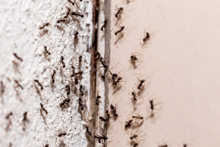 Jakie zagrożenie może stanowić ucieczka mrówek?