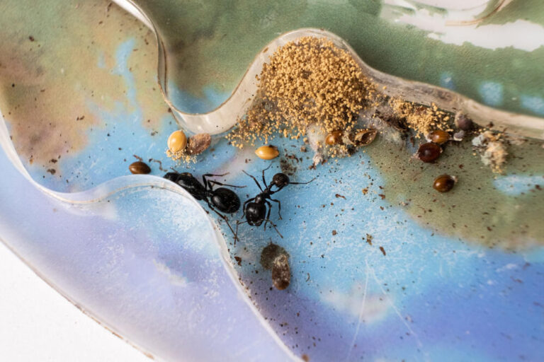 Czy mrówki potrzebują zabezpieczeń?