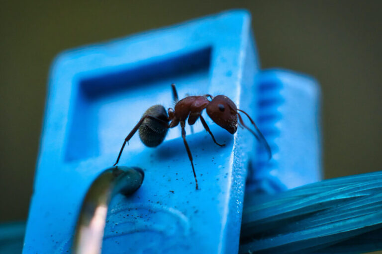 ,,Wysyłamy mrówki w świat” – jak je prawidłowo przetransportować