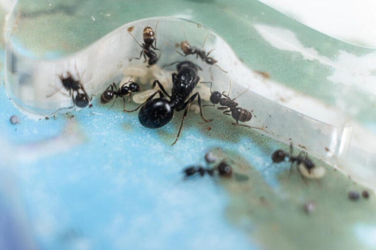 Jak zapewnić odpowiedni poziom wilgotności w domu dla mrówek?