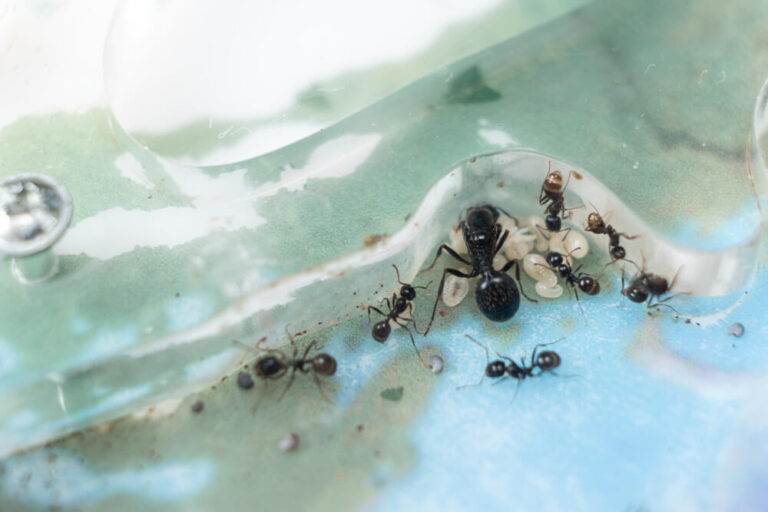 Ochrona mrówek