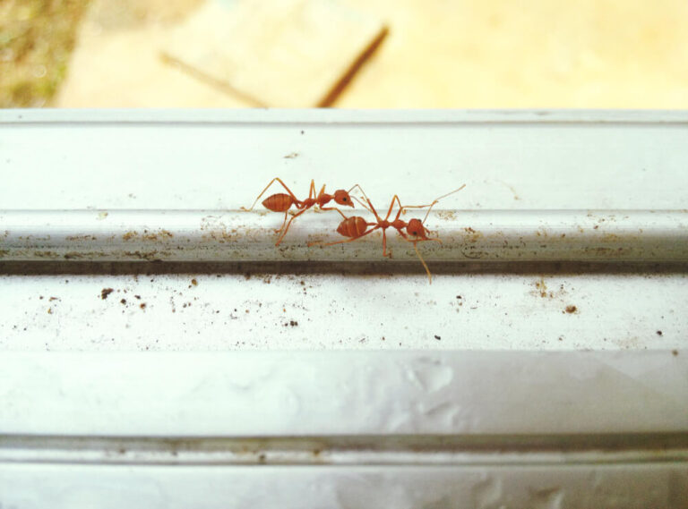Przeprowadziłem kolonię mrówek z probówki do ich nowego domu – jak szybko zajmą gniazdo?