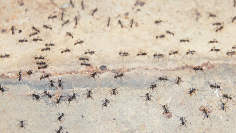 Struktura kolonii mrówek